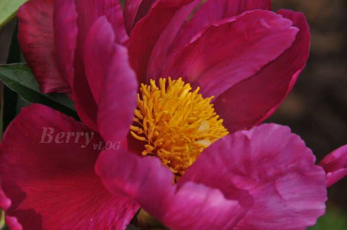Paeonia 'Eva'