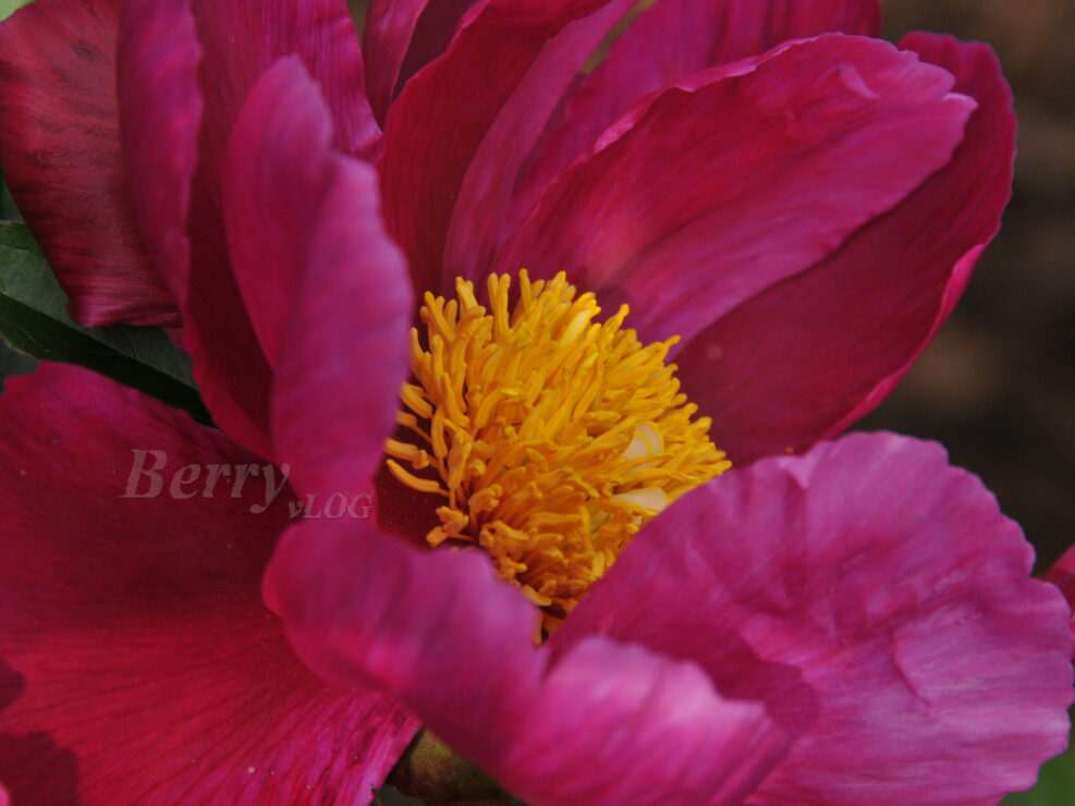 Paeonia 'Eva'