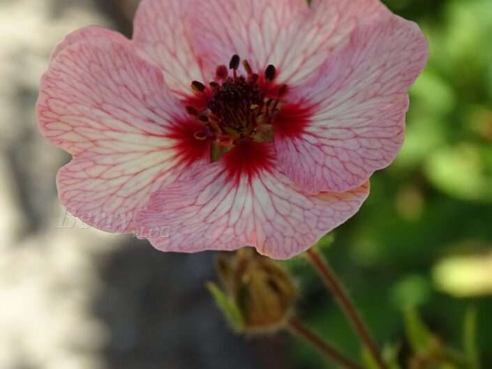Potentilla
