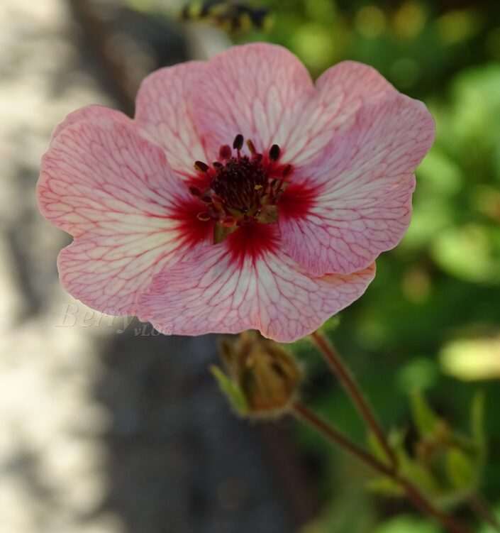 Potentilla