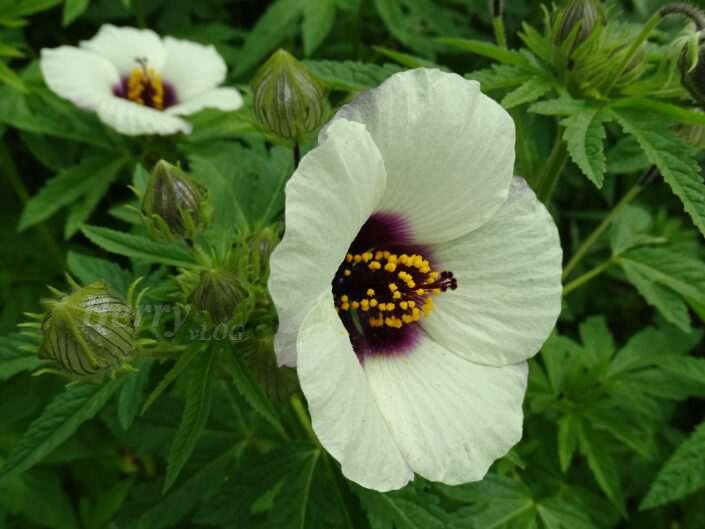 Hibiscus Trionum