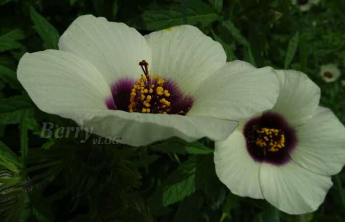 Hibiscus Trionum