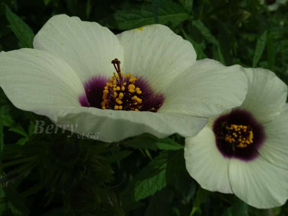 Hibiscus Trionum
