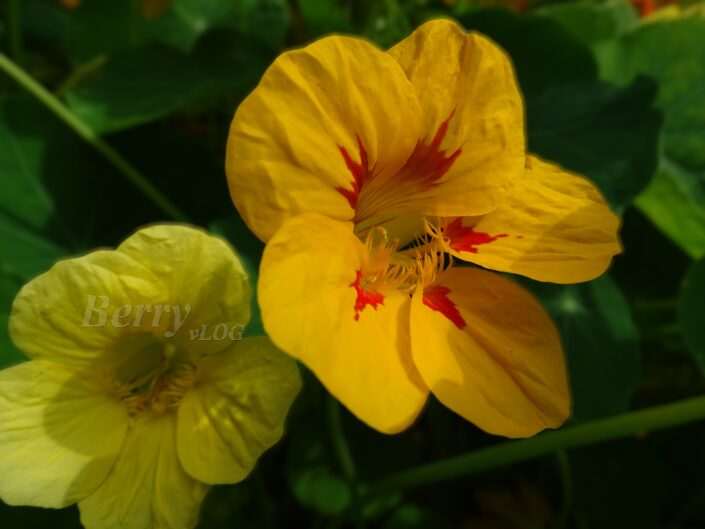 Tropaeolum majus Oost-Indische kers