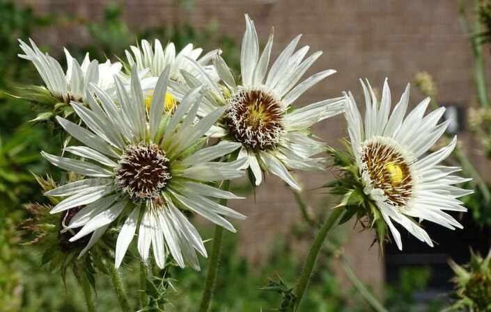 Berkheya purpurea