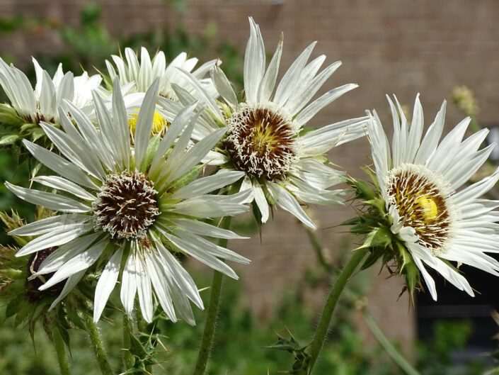 Berkheya purpurea