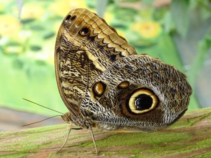 Vlinders